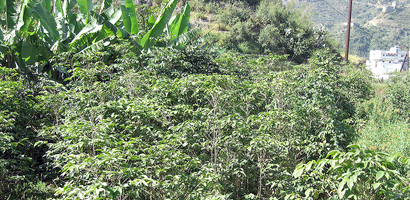 Mixing the two can help coffee to cope with the effects of climate change