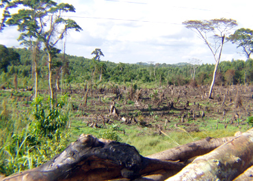 Many forests in Uganda have been destroyed for making charcoal