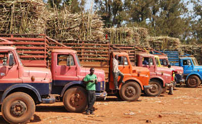 Biggest cause of accidents: Aged trucks that ferry canes from outgrowers to sugar processrors have claimed many lives
