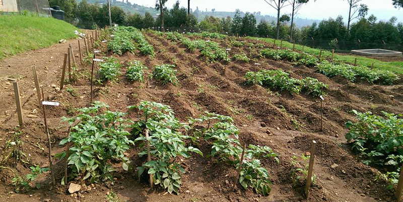 The luxuriant GM Irish Potatoes in a confined field trial at Kacwekano in Kabale performed well against the fungal late blight disease compared to non-GM variety that was decimated by the disease as shown by the bare patches PHOTO courtesy of Dr. Andrew Kiggundu