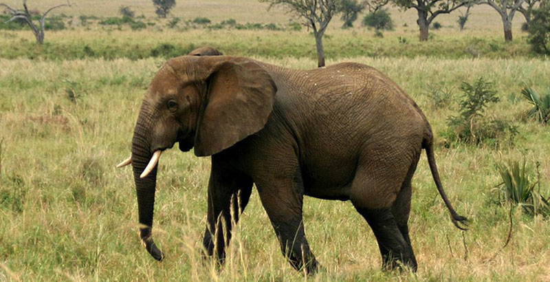 Elephant-Bull-Kidepo-Valley-National-Parkbbb