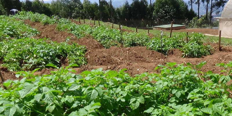Ugandan scientists have developed a blight resistant variety as shown by the luxuriant plants in the foreground above. The variety withstood the blight, unlike the ordinary varieties that succumbed to the disease as shown by the bare lines where they had been planted