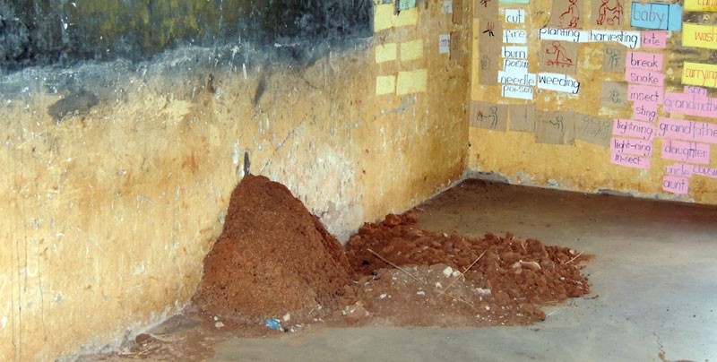 Ant-hills have found home inside the classrooms