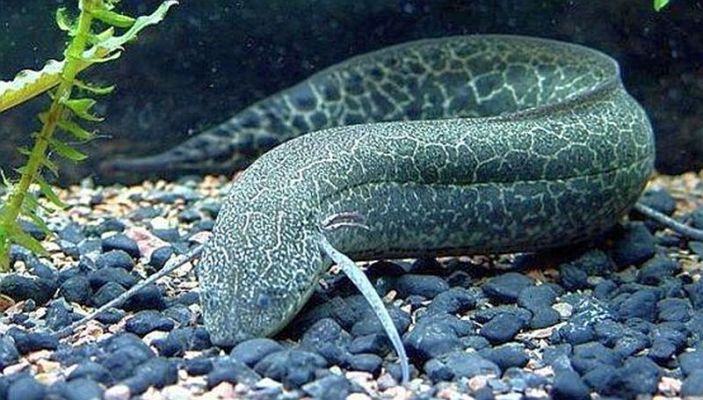 Online Photo: Marbled-Lungfish Protopterus aethiopicus