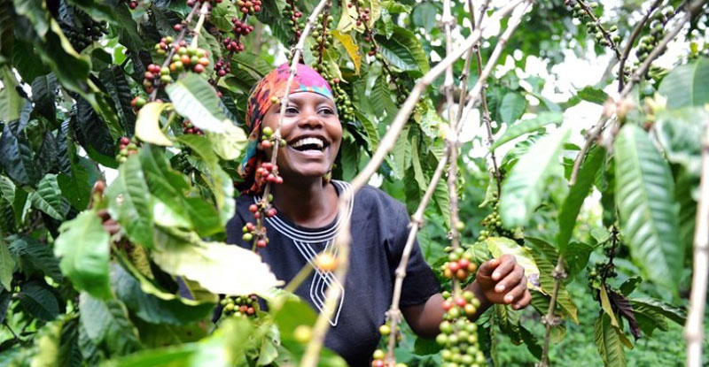 Coffee is Uganda's biggest forex earner