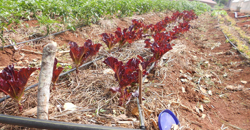 The red vegetables