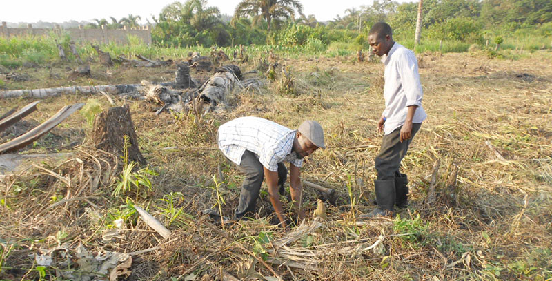 Friends plant trees