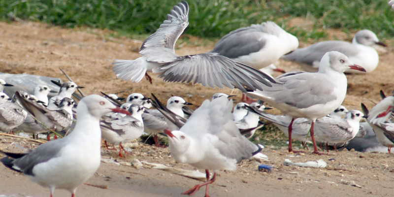 migratory-birds