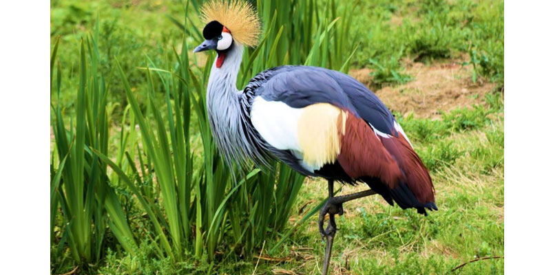 Uganda's symbolic bird the Crested Crane