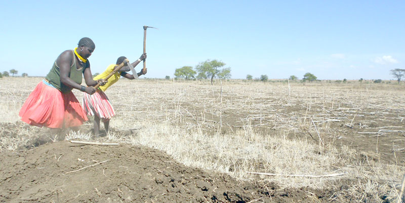 Karimojong Women desperately dig their scorched ground to prepare for planting even though the anticipated rains are not forthcoming. The prolonged drought in Karamoja has left many in the subregion starving. Now their leaders say the government is not doing enough