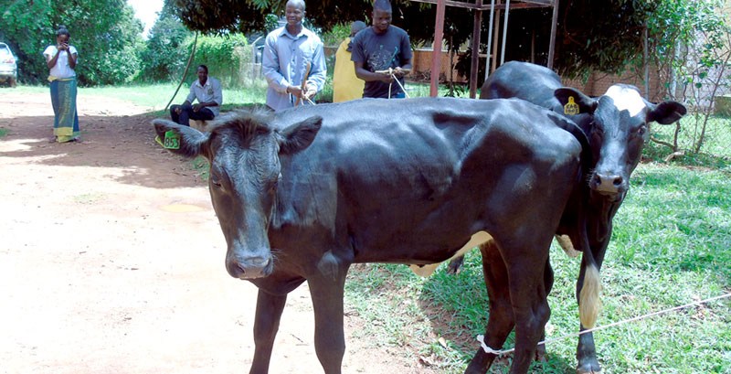 Heifers-3