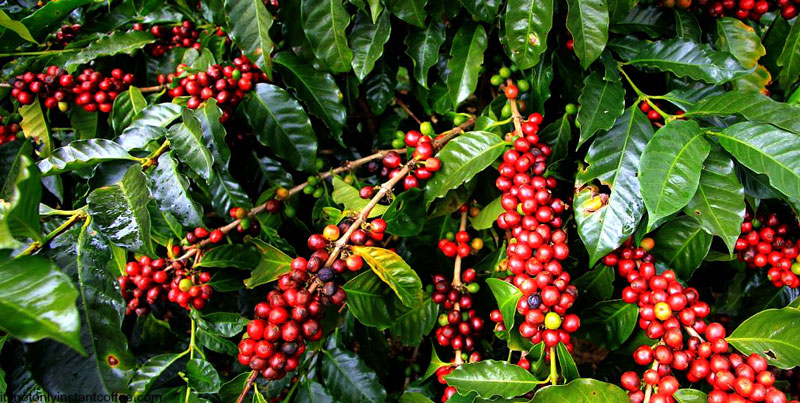 coffee-plant