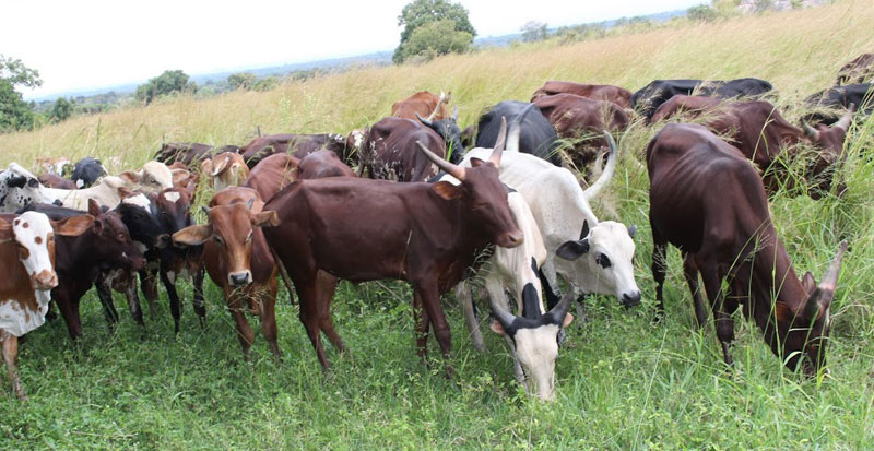 Ankole cows now in Gulu