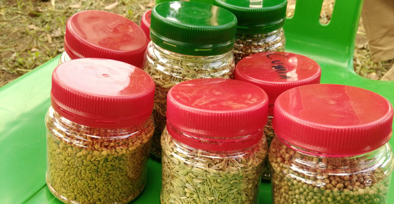 Spice-seeds-2