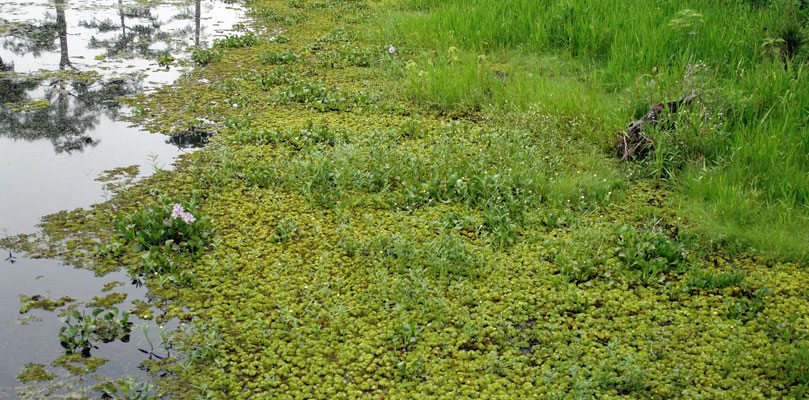 Kariba-b