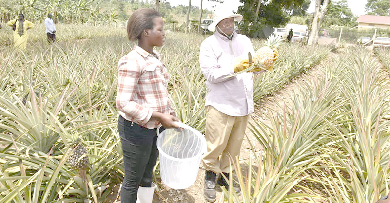 President Museveni holds a juicy pineapple