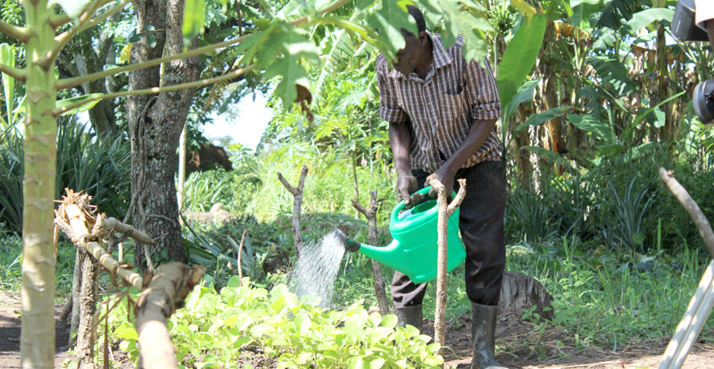 agroforestry