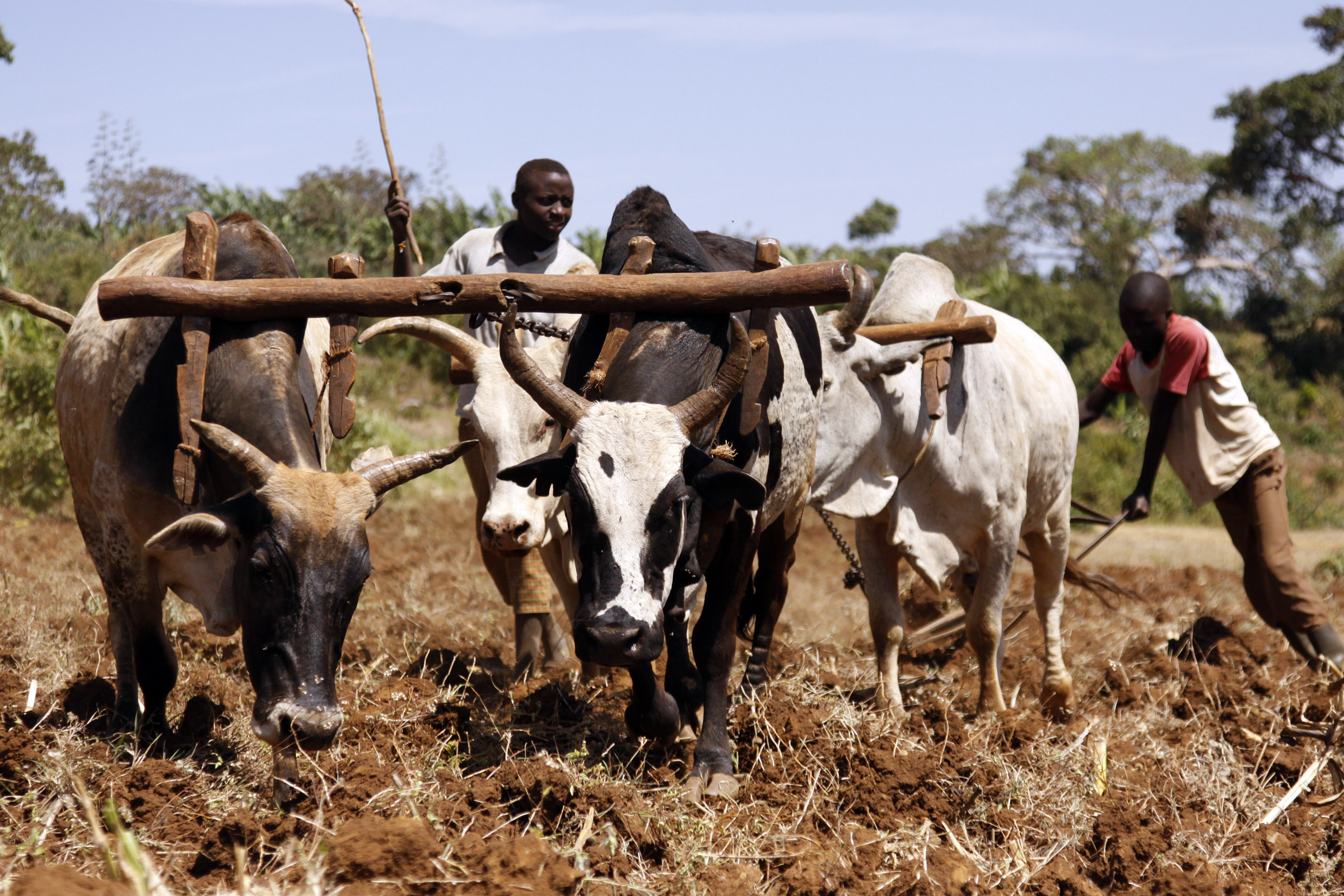 Cultivation by ox-plough (1)
