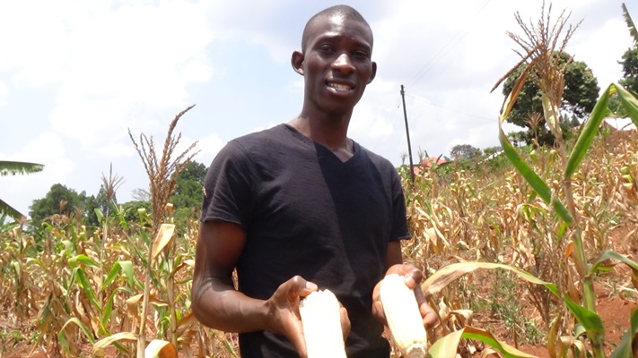 Joseph Ssekandi a Happy Maize farmer due to growing improved drought tolerant maize4
