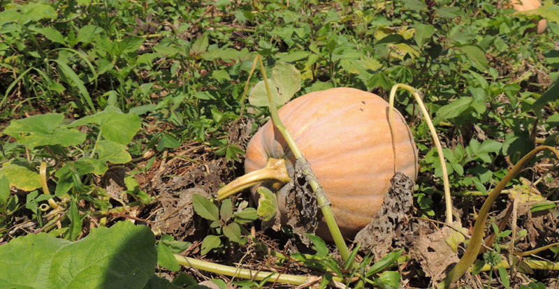 Cover crops like Pumpkins serve numerous purposes like providing food, controlling erosion etc