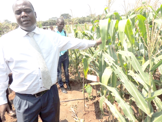 Dr. Godfrey Asea, the Director of the National Crop Resources Research Institute (NaCRRI) Namulonge says they have successfully developed a GM maize that is resistant to the Fall Armyworm and also tolerant to drought. The crop is awaiting an appropriate law to be released to farmers[/caption]

The perceived delay by the President to assent to the law regulating genetic engineering is causing anxiety among some sections of the scientific community with some now doubting whether the president actually received the bill while others doubting the government’s commitment to implementing it’s own agenda especially on agricultural transformation.

Still, despite the dwindling hope that the government is ready to embrace science and evidence-based policies, there are voices, even actions of resilience among the scientific community to move forward towards the release of products of genetic improvement.

In November 2018, Parliament passed a revised bill that most scientists described as a bad law whose spirit, they say was to frustrate innovations and adoption of GMO technology and went counter to the original objectives of the legislation- which was to promote the safe development of genetically engineered crops. This was In response to the president’s view to have a system that would safeguard indigenous crop and animal species.

The constitution gives the president up to 30 days to assent to a bill to become law.

But ever since Parliament passed the amended instrument, there is fear that the bill might not have reached the president's table or perhaps if it reached, it might have been smuggled away by the mafia to frustrate the realisation of fruits arising from years of development of GMOs.

“We have no evidence that the president actually received the bill,” said Arthur Makara, the Commissioner for science outreach and communication in the Ministry of Science Technology and Innovations (STI).

Efforts by The Sunrise to establish the status of the bill from the relevant bodies ie State House and Parliament hit a dead end. The President's spokesperson Don Wanyama told this reporter that he was unaware of the status of the bill as he was in the field by the the time of the call. And the Director of Communication at Parliament Chris Obore's phone was off by the time of the call.

Despite the prevailing atmosphere of uncertainty, some prominent scientists are voicing readiness to move ahead with the bad law, in order to safeguard the many achievements Uganda has recorded in a rapidly evolving global economic and research environment.

Dr. Theresa Ssengooba, a member of the board of the Uganda National Council for Science and Technology (UNCST) and one of the foremost breeders in the country, argues that there is consensus among Ugandan scientists that they should move ahead with the development of GMOs.

“We are determined to move forward with the research. We believe that people's mindset will gradually change in favour after realising the benefits of the technology,” She added.

“Scientists think that we can continue with research and have products that will  change the mindset of the people because whether you like it or not, GMOs will be good for this country.”

Ssengooba made the comments while speaking to a group of science journalists in Kampala this week. Her comments came after a presentation by Akille Sunday Igu, the Legal and Policy Programme Officer of the African Biosafety Network of Expertise (ABNE), a scientific body of Experts established  the African Union Commission.

Akille, argued that Parliament introduced restrictive provisions of Strict Liability provisions against Patent holders of the technology as a deterrence for them to develop and propagate the technology despite evidence that its application heralds numerous benefits for millions of poor farmers and the Ugandan economy.

He argued however that the Strict Liability provisions go against the African Union vision 2063 dubbed as The Africa We Want that seeks to increase agricultural productivity using science.

“Provisions like these will be repulsive for developers of technology that would have helped to create jobs and raise the incomes of poor people,” said Akille.

The direction of Uganda's regulatory environment is going against the wind of change across the continent that is aimed at removing the restrictive laws in order to encourage research.

Ethiopia, Tanzania, Eswatini, formally known as Swaziland have all relaxed their laws and are moving rapidly towards commercialisation of Genetically Modified crops.

The recent attacks by the Fall Army Worm that destroys maize as well as frequent droughts, and the need to revive the cotton industry in most of the those countries has triggered the mindset change.

As Dr. Ssengooba observed; “Countries that had introduced strict liability provisions, research comes to a dead end because no scientist wants to be held accountable for crimes that may be committed by others.”
</p srcset=