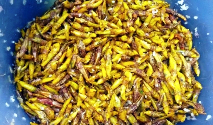 Grass hoppers can prevent cancer