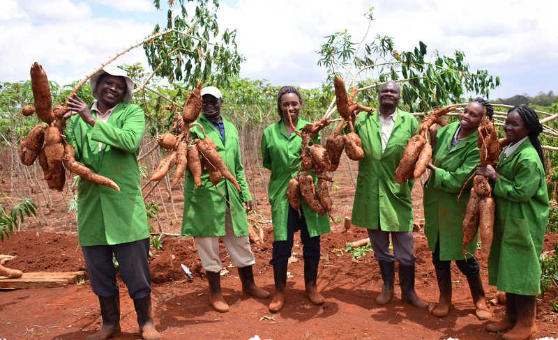 CBSD-free cassava