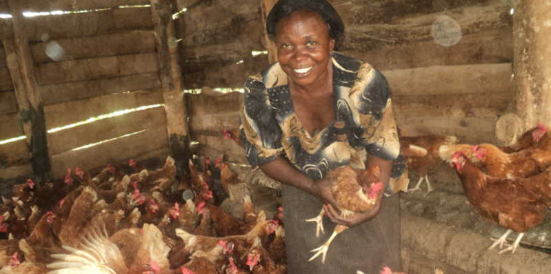 Mrs Iga-Kizzeyo of Nambute Mityana attending her layers chickens
