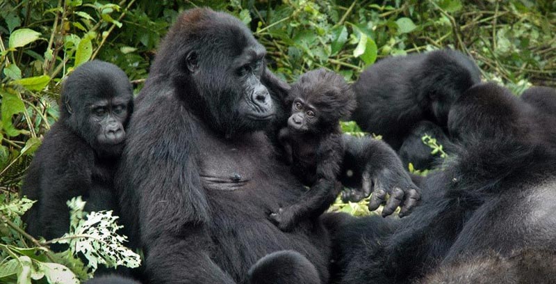 A group of gorillas enjoying family life