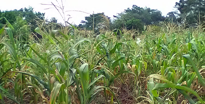 maize