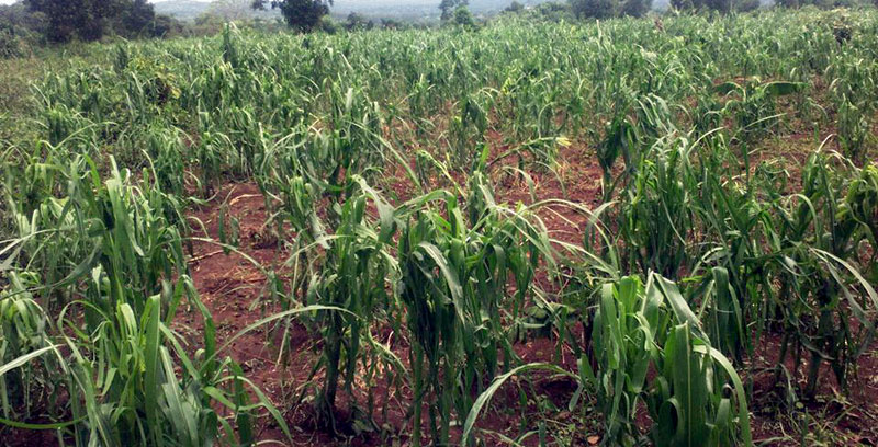 maize-hail-storm