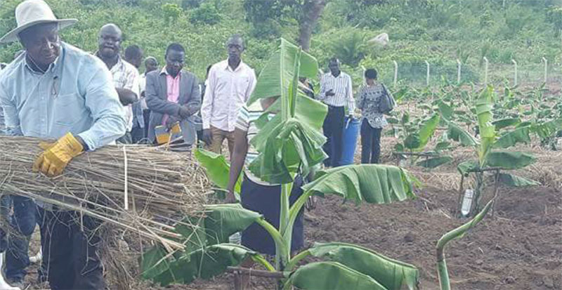 Museveni-farm